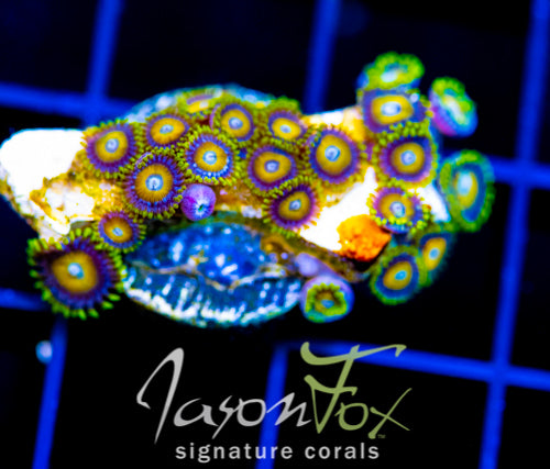 JF AUSSIE SCAMBLED EGG ZOAS