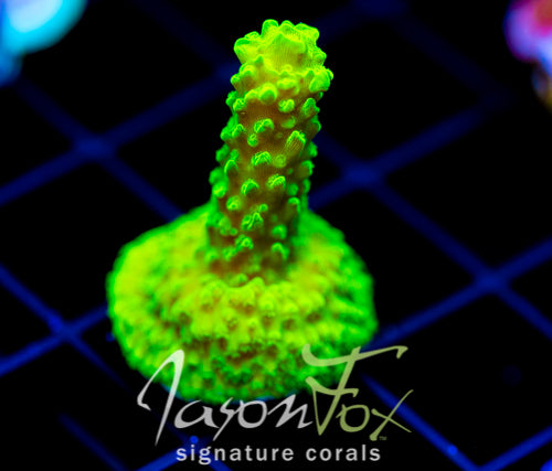 GREEN SLIMER ACRO