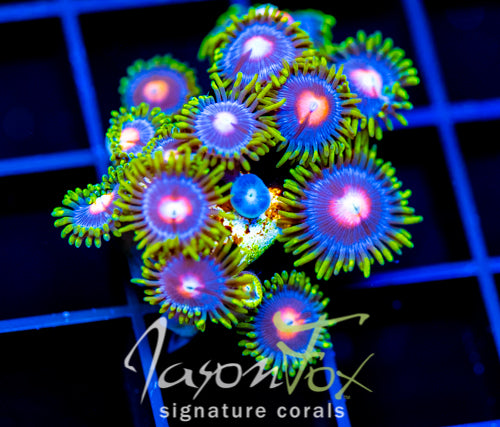 JF BIG BANG ZOA