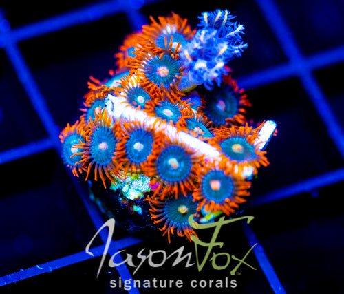 JF GATORAIDES ZOAS COMBO