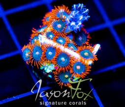 JF GATORAIDES ZOAS COMBO