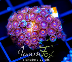 JF CRAZY EYES ZOAS