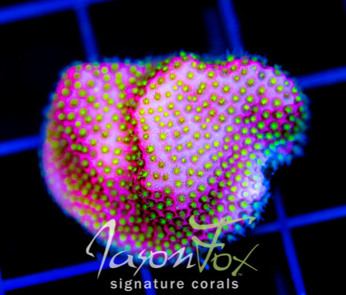 WWC ELECTRIC DAISY STYLO
