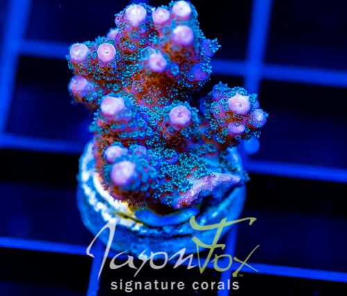 JF BLUE MONSTER MILLE