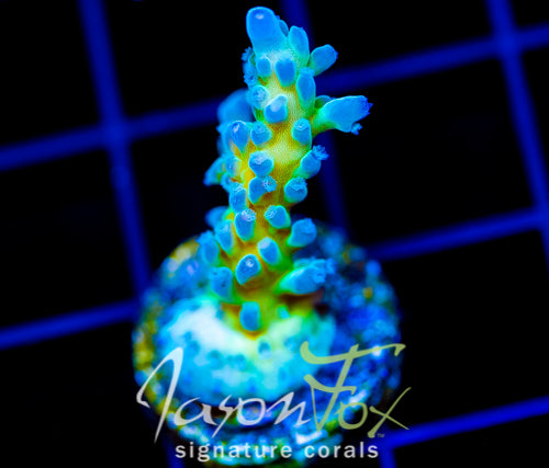 JF LEMONGRASS ACRO
