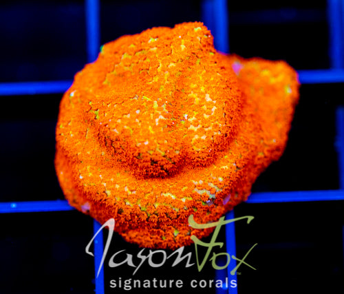 JF REVERSE SUNSET MONTI