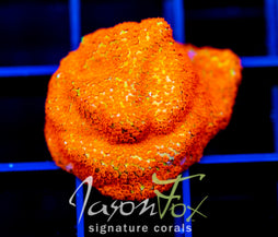 JF REVERSE SUNSET MONTI
