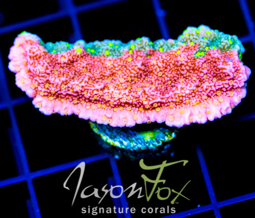 JF GRAFTED SUN MONTI