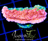JF GRAFTED SUN MONTI