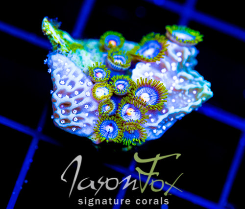 JF BIG BANG ZOA COMBO