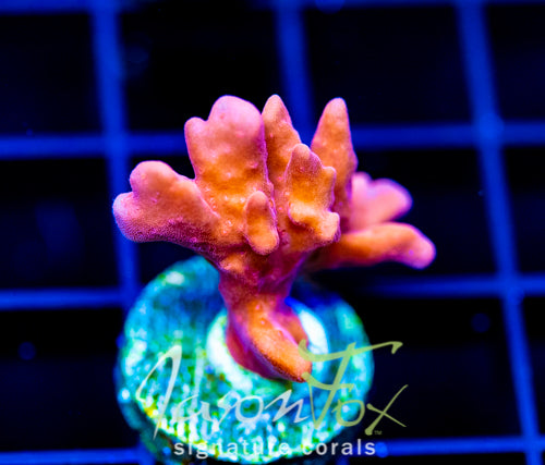 JF BLACK LIGHT SETOSA