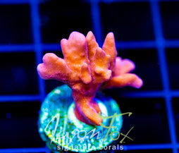 JF BLACK LIGHT SETOSA