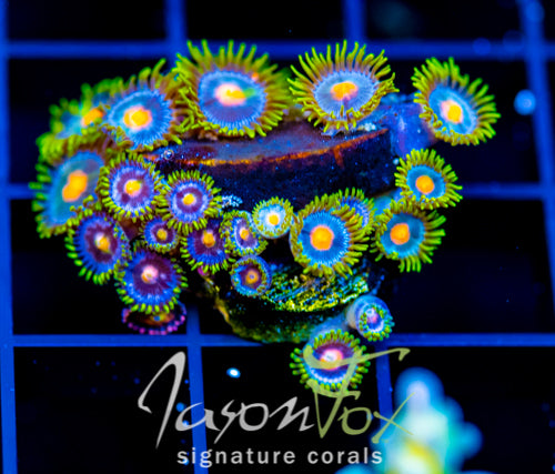 JF ASS MONKEYS ZOAS COMBO