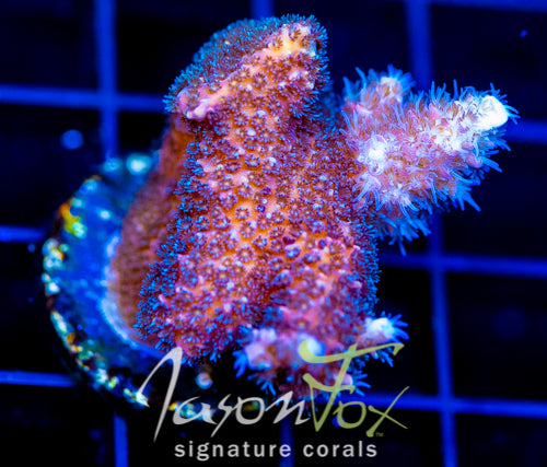 HUGOS RAINBOW STAG XL FRAG