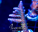 JF COOLERS CHAMPAGNE ACRO