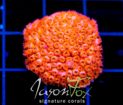JF AGENT ORANGE CYPHASTREA