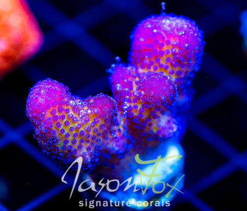 LIA ORCHID STYLO