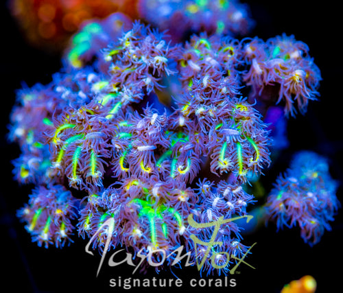 JF YELLOW INFUSED RAINBOW CLOVES