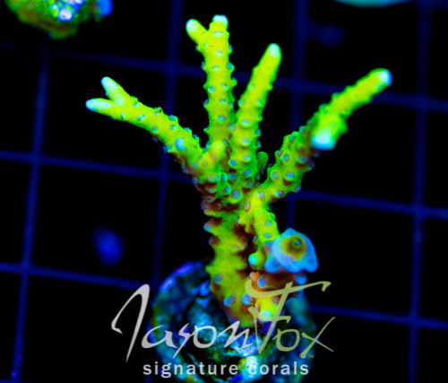 BR GREEN GOBLIN ANACROPORA