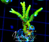 BR GREEN GOBLIN ANACROPORA