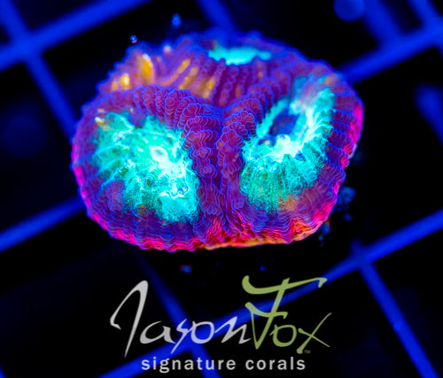 JF PSYCHO RAINBOW RIM FAVIA