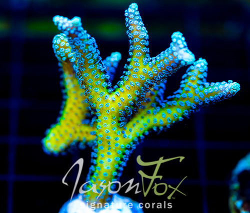 JF ENCHANTED FOREST BN
