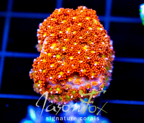 JF KALEIDOSCOPE GONI