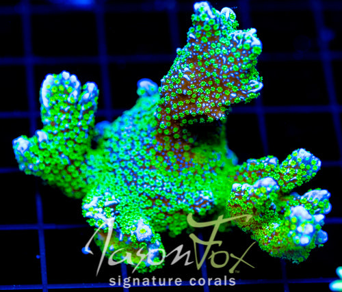 TUBS MONTI STELATTA 2" COLONY