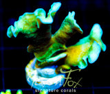 JF JUNGLE GYM BRANCHING LEPTO XL FRAG