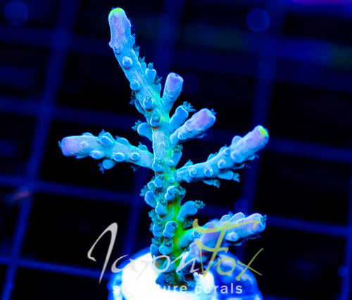 JF LEMONGRASS ACRO