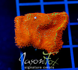 JF REVERSE SUNSET MONTI XL FRAG