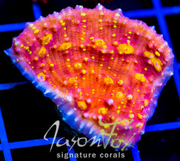 IJAM GOLD SHEISTER CHALICE XL FRAG