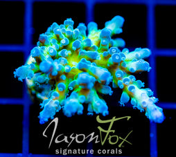 JF LEMONGRASS ACRO XL FRAG