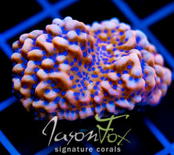 JF SPEED BOMB MONTI XL FRAG