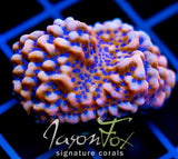 JF SPEED BOMB MONTI XL FRAG