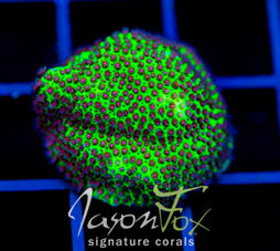 SPECIAL PORITES