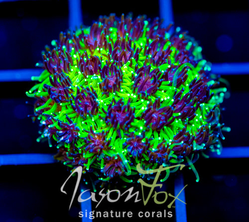JF INFERNO GALAXIA