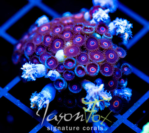 JF CRAZY EYES ZOAS COMBO XL FRAG