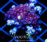 JF CRAZY EYES ZOAS COMBO XL FRAG