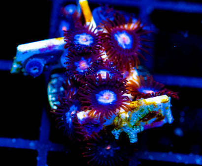 JF COSMIC ECLIPSE ZOAS