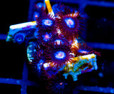 JF COSMIC ECLIPSE ZOAS