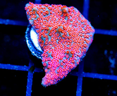 GB SEVEN HEAVENS MONTI