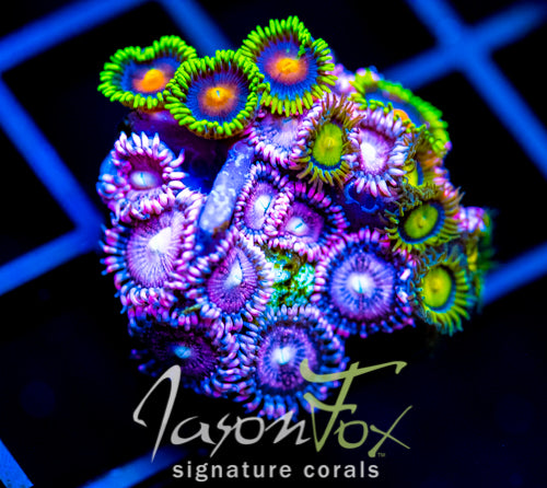 JF ZOA BOUQUET