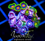 JF ZOA BOUQUET