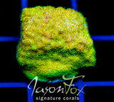 JF SUNSPOT PSAMMOCORA
