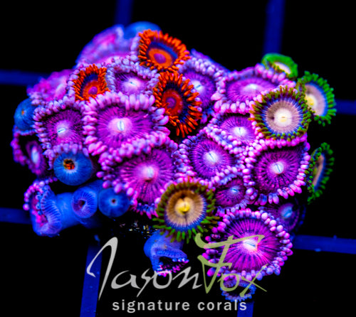 JF ZOA BOUQUET XL FRAG