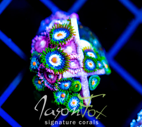 JF STARGAZERS ZOAS COMBO