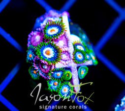 JF STARGAZERS ZOAS COMBO