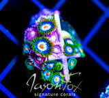 JF STARGAZERS ZOAS COMBO