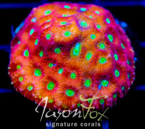 JF TOP FUEL FAVIA XL FRAG
